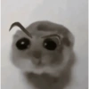Hamster🎀 20