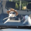 Gato motorista