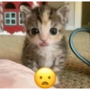 Anomali kucing 20