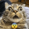 Kucing Meme 7