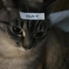 Cat & dog #1 13