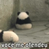 Urso dramático  8