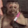 Macaco 25