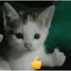 Cats meme 2 5