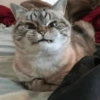 Random Cat's 🐱 20