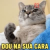 MELHORES MEMES DE GATO 😺 5