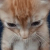 Reações gatinhos 13