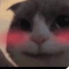 Reações gatinhos 12