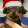 Moods natalinos - pets  12