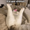 A lo que vinimos Gatitos Salvajes