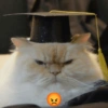 Kucing wisuda 8