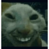 Cats meme 2 9