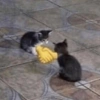 Cat & dog #1 15