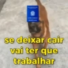 Carteira de Trabalho / CLT 12