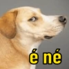 Cachorrinhos  9