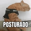 Respostas e deboches 11