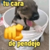 Frases perrunas cool 9