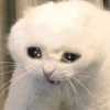 Gatitos. | @ocenferios  Haki. 6