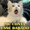 MELHORES MEMES DE GATO 😺 7