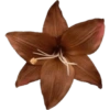 Flowers  8