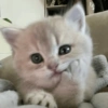Reações gatinhos 6
