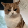 😎 Animales DIVERTIDOS 4 💯😎 8