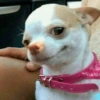 Chihuahuas 🙃 9