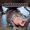 Moo deng meme 5
