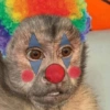 Macacos 9
