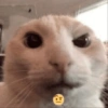 Gatitos Memes😺✨💕7 11