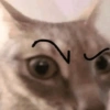 Random Cat's 🐱 7