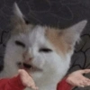 Reações gatinhos 5
