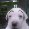 😎 Animales DIVERTIDOS 4 💯😎 13