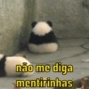 Urso dramático  6