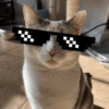 MELHORES MEMES DE GATO 😺 10
