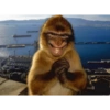 Macaco engraçado 🙊🙉🙈 10