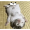Anomali kucing 12