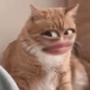 MELHORES MEMES DE GATO 😺 6