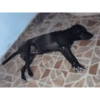 Perritos Diarios Caseros  🙈 20