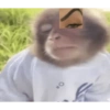 Monos graciosos😝 13