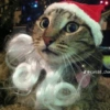 Hewan christmas natal cat 18