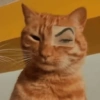 MELHORES MEMES DE GATO 😺 8