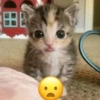 Gatitos Memes😺✨💕7 9