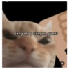 Anomali kucing 5