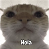 Random cats🐾🐱 10
