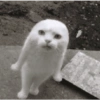 Anomali kucing 23
