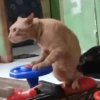 Cukurukuk bakekok kokekab 9