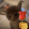 Só gatinhos🐈❤️ 8