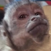 Macaco 6