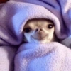 Puppies that are cold 11